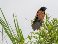 What Did the Recent Survey Reveal About Grassland Birds in Assam?