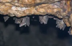How Did an Australian Man Die from an “Extremely Rare” Bat Virus Bite?