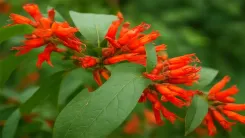 क्या आयुर्वेद का खजाना है धातकी का पौधा? जानें इसके अद्भुत लाभ