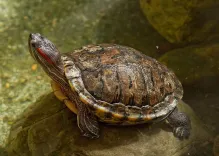 How Were Endangered Soft-Shell Turtles Rescued in Malda?