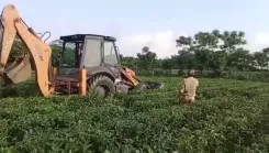 Is the State Government Intentionally Destroying the Tea Garden that Supports Tribal Livelihoods?