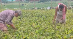 How Are Jamui Farmers Benefiting from the PM-KISAN Scheme?