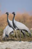 Bird flu virus detected in dead crane in Rajasthan