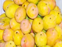 What Compensation is the Central Government Offering to Karnataka's Mango Farmers?