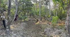 How Are Model Rules for Felling Trees Supporting Agroforestry?