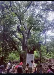 What is the ‘Heritage Trees’ initiative in Chennai?