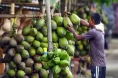 Why Have Coconut Prices in Chennai Doubled to Rs 80 per kg?