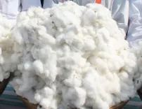 Has Cotton and Groundnut Cultivation Surpassed 20 Lakh Hectares in Gujarat?
