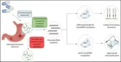 CRISPR-based diagnostic test to detect ulcer, gastric cancer-causing bacteria
