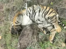 What Led to the Tragic Death of 5 Tigers in Karnataka?
