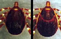 What is the current death toll from Crimean-Congo hemorrhagic fever in Iraq?