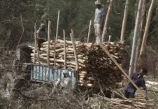 Deforestation, unsustainable farming causing land degradation at unprecedented scale: UN report