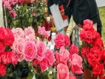 Delhi: India-Africa Friendship Garden to host 2-day NDMC rose show