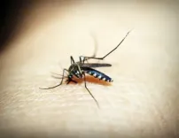 Delhi sees 1st Japanese Encephalitis case in 13 years: Know all about viral brain infection