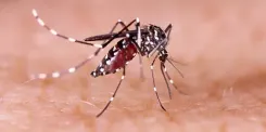 Is Dengue Fever Increasing in US States, Signaling a New Reality?