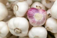 How Has Garlic Cultivation in Himachal Pradesh Expanded?