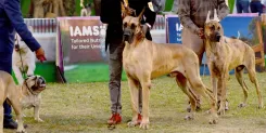Is it now mandatory for GCC pet dog owners to implant microchips?