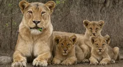 Is Gujarat Leading in Biodiversity with 891 Lions and 7,672 Wild Asses?
