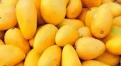 Have Gujarat's mango exports exceeded 3,000 MT in five years, with Kesar variety in high demand abroad?