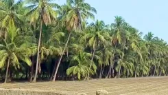 क्या गुजरात ने नारियल की खेती में नया रिकॉर्ड बनाया है? वार्षिक उत्पादन 26.09 करोड़ यूनिट से अधिक