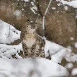 How is Himachal Pradesh Securing Funding to Protect Snow Leopard Habitats?