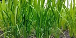 Himachal Pradesh: Is the last date for maize and paddy crop insurance in Kangra really extended to July 31?