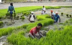 क्या इस वर्ष मई में भारत के कृषि और ग्रामीण श्रमिकों के लिए महंगाई में कमी आई?