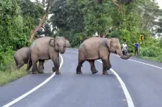 Why Are Human-Elephant Conflicts Escalating in Coimbatore, TN?