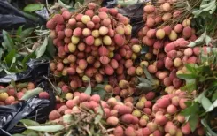 Is India Leading the Way in Exporting Rose-Scented Litchis?