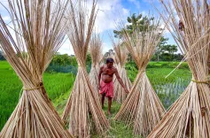 Why is India Restricting Jute Imports from Bangladesh?