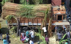 Will India’s Sugar Production Surge by 15% to 35 Million Tonnes Due to Favorable Monsoon?