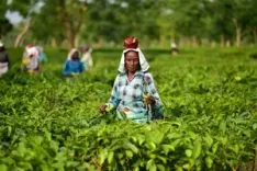 Have India's tea exports grown by 2.85% to exceed 257 million kg in 2024-25?