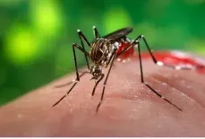 Can Indonesia Eliminate Malaria by 2030?