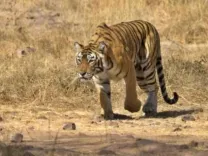 How did the Int'l tiger smuggler get convicted after a 9-year chase?