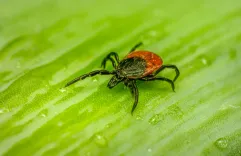 Are 135 Cases of a Potentially Fatal Tick-Borne Disease Reported in Japan for 2025?
