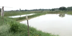 How Are Jharkhand’s Former Maoists Becoming Fish Farmers?