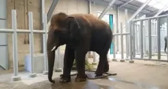 Have Karnataka Elephants Found a New Home in Japan?