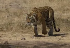 What Happened to the Karnataka Tigress and Her Cubs?