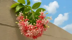 क्या मधुमालती, सेहत का रामबाण इलाज है?