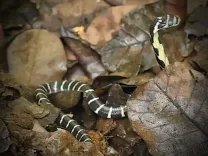 Are King Cobra Hatchlings a New Hope for Conservation in Andhra Pradesh?