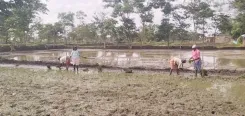 क्या 'किसान सम्मान निधि' से किसानों के चेहरे खिले? पीएम मोदी ने पीड़ा को समझा?
