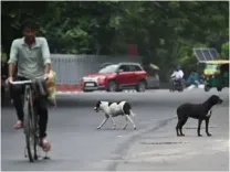 K’taka: Man rapes stray dog, gets thrashed by people