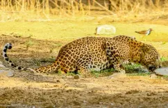Are Leopard Sightings and Attacks Causing Panic in Coimbatore?