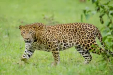 What Caused the Leopard's Rampage in Rajasthan's Bhilwara?