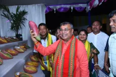 Which Mango Varieties are Being Experimentally Cultivated in Tripura to Enhance Farmers’ Income?
