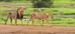 MP receives two Asiatic lions in exchange of two tigers from Gujarat 