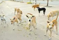 How is the National Rabies Control Programme Enhancing Surveillance of Dog Bites Across All States?