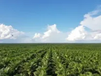 ‘No Palm Oil’ label a marketing gimmick, not a health fact: IFBA
