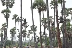 What Happened in Hyderabad as the Number of Adulterated Toddy Victims Reaches 37?