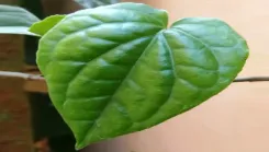 क्या पान के पत्ते एंटी-बैक्टीरियल और सेहत के लिए फायदेमंद हैं?